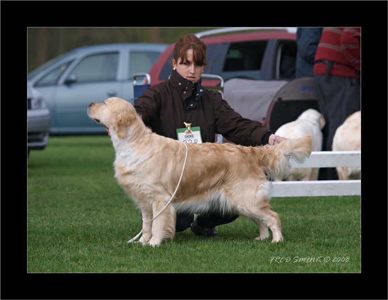 CH. Ashbury Velvet kiss (dite vicky)