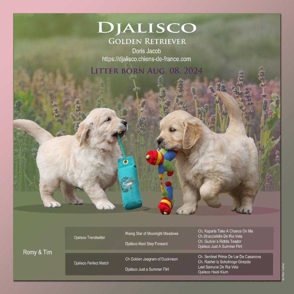 chiot Golden Retriever Djalisco