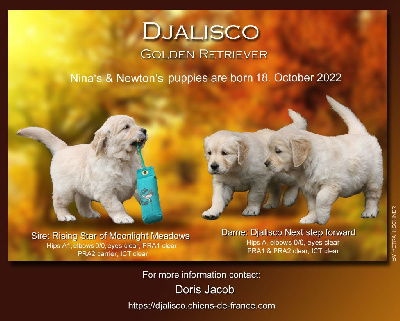 Djalisco - Golden Retriever - Portée née le 18/10/2022