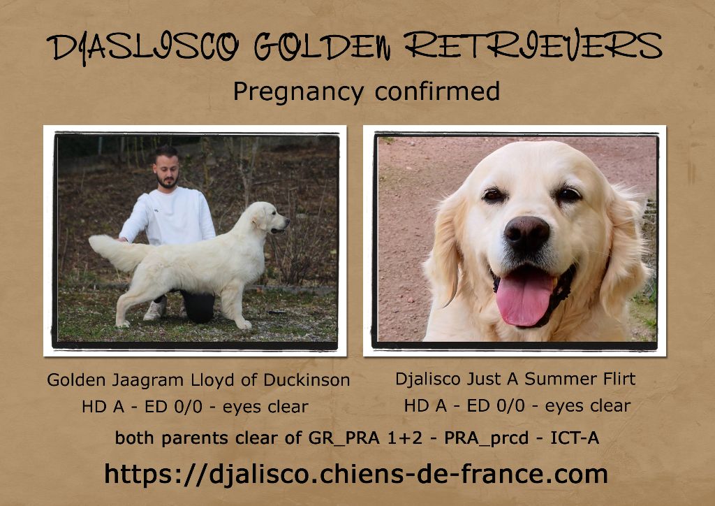 Djalisco - Golden Retriever - Portée née le 19/05/2019