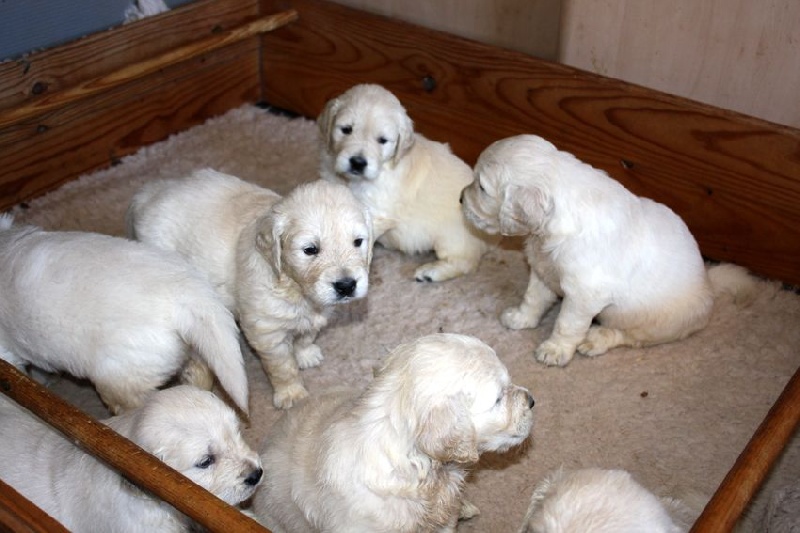 Djalisco - Golden Retriever - Portée née le 10/06/2016