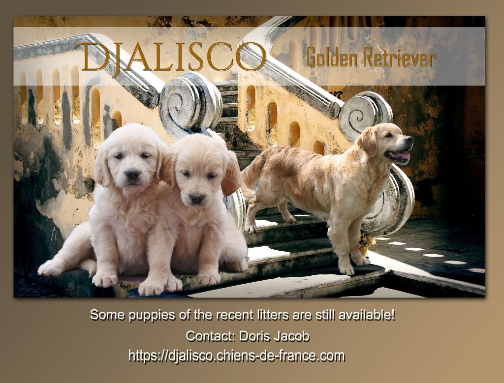Djalisco - Golden Retriever - Portée née le 14/05/2023