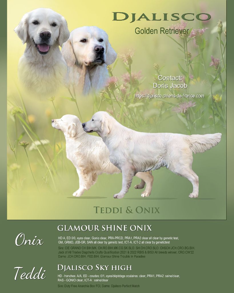 Djalisco - Golden Retriever - Portée née le 11/04/2024