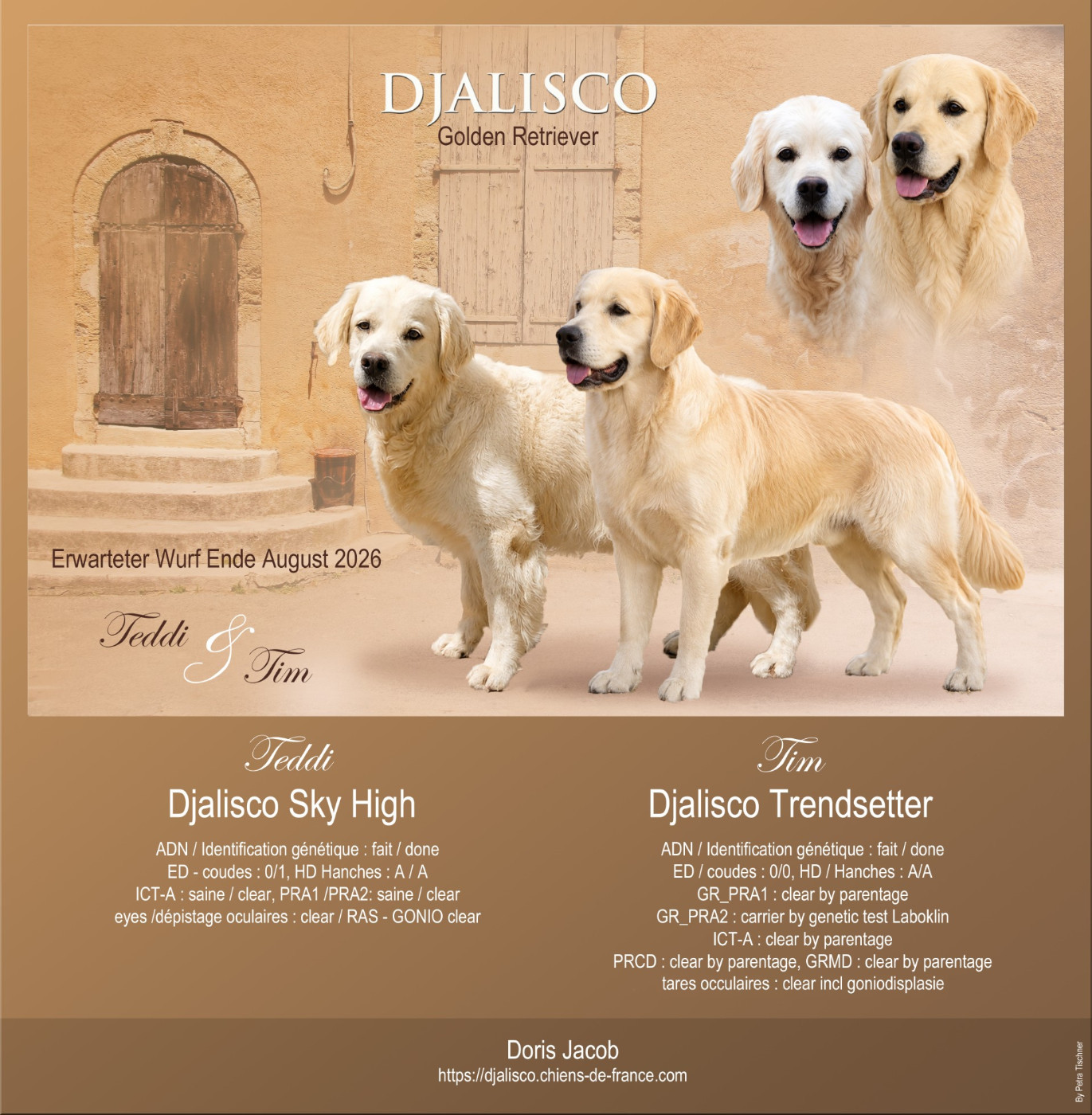 Chiot Golden Retriever Djalisco
