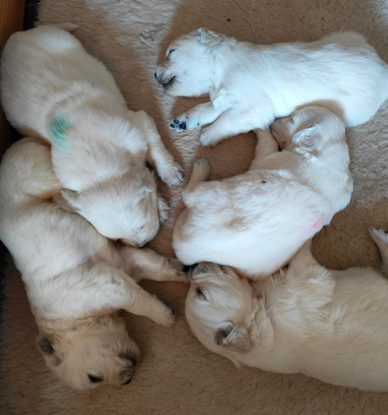 Djalisco - Chiots disponibles - Golden Retriever
