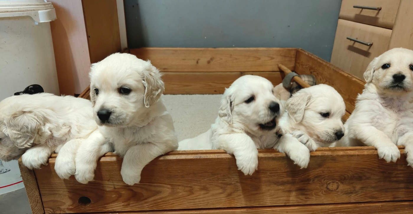 Djalisco - Chiots disponibles - Golden Retriever