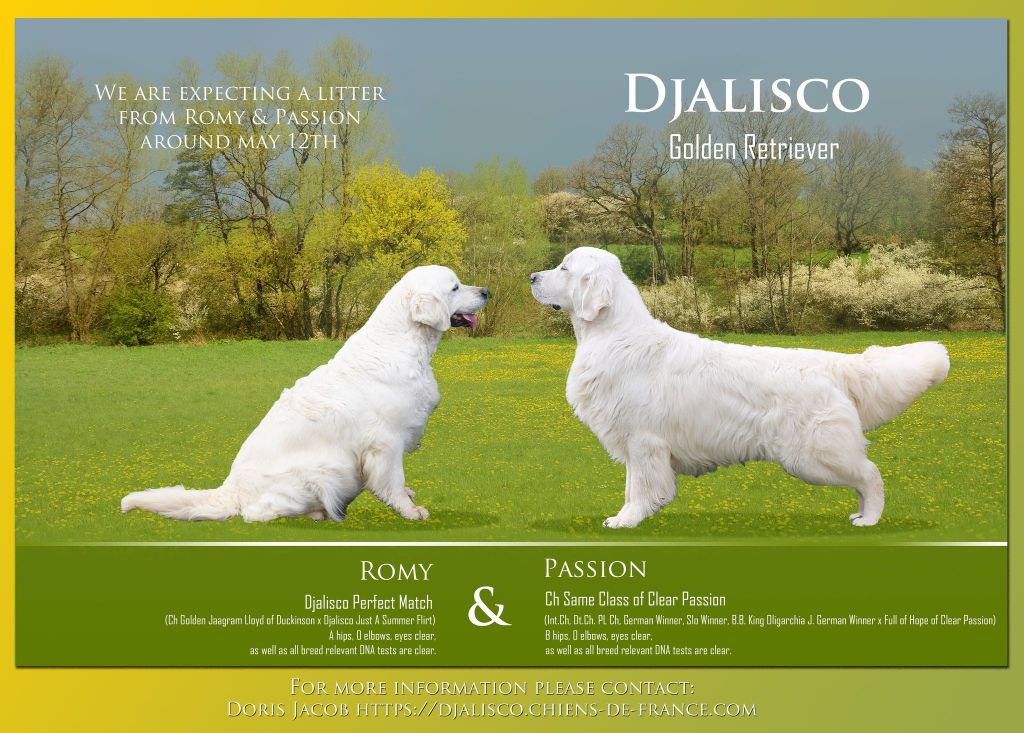 Djalisco - Golden Retriever - Portée née le 08/05/2023