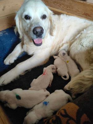 CHIOT 1