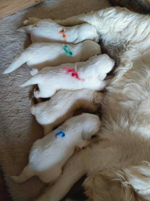 CHIOT 4