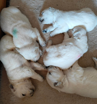 CHIOT 3